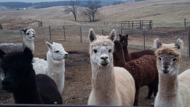 Photo of Meadow Ridge Alpacas